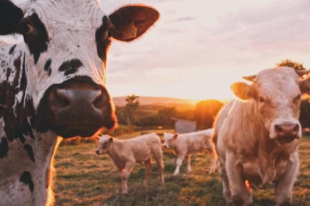 Peternakan sapi di Bandung. Foto hanyalah ilustrasi, bukan tempat yang sebenarnya. Sumber: Unsplash/Stijn te Strake