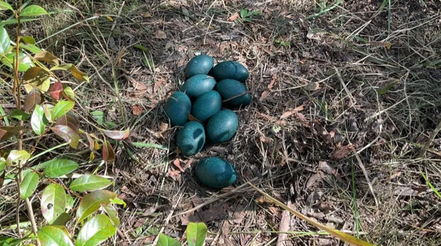 Telur burung emu pesisir paling langka di dunia ditemukan di Australia.  Foto: Forestry Corporation