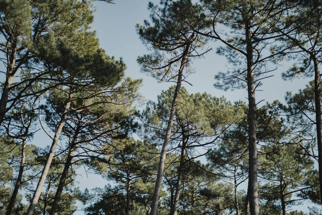 Hutan Pinus Gunung Pancar Bogor. Foto hanya ilustrasi, bukan tempat sebenarnya. Sumber: unsplash.com/Joackim Weiler.