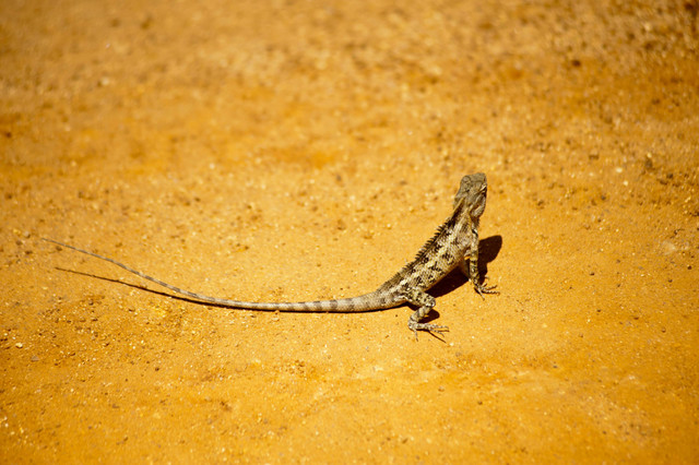 Ilustrasi Cara Menyembuhkan Leopard Gecko, Foto: Pexels/Oleksandr P