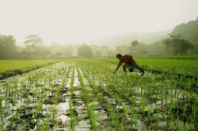 Ilustrasi mengapa pemerintahan Hindia Belanda melaksanakan sistem tanam paksa. Foto: Pexels.com/AgusTriyanto