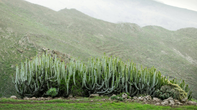 Ilustrasi Manfaat Kaktus Euphorbia, Foto: Pexels/Marek Piwnicki