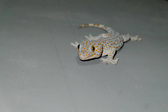 Ilustrasi Apakah Gecko Perlu Dijemur, Foto: Unsplash/James Tiono