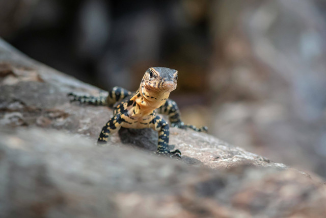 Ilustrasi Cara Merawat Gecko Umur 1 Bulan, Foto: Pexels/Erik Karits