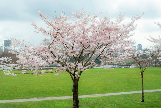 Bunga Sakura di Indonesia. Foto hanya ilustrasi, bukan tempat sebenarnya. Sumber: Unsplash/Albert Stoynov