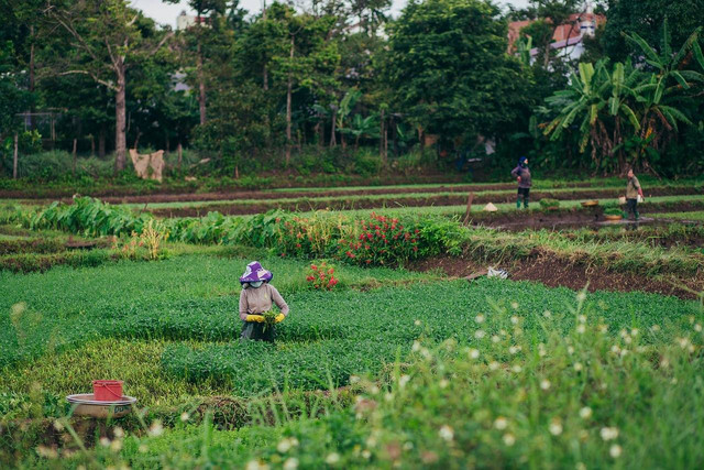 Kebun wisata Pasirmukti. Foto hanya ilustrasi, bukan tempat sebenarnya. Sumber foto: Pexels