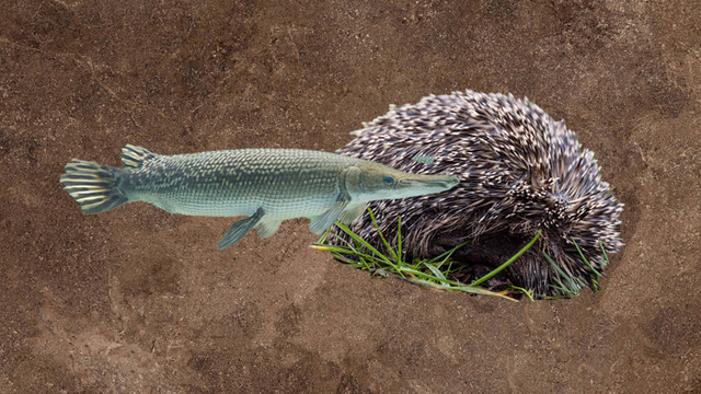 Kolase foto Landak Jawa dan Ikan Aligator. Foto: Dok. kumparan