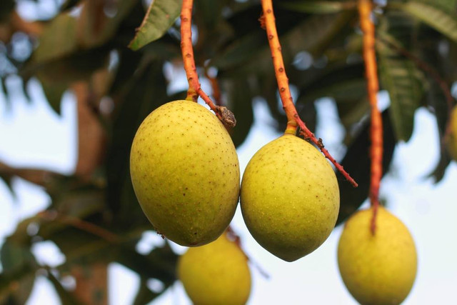 Ilustrasi Buah bacang (Mangifera foetida) (sumber: shutterstock.com)