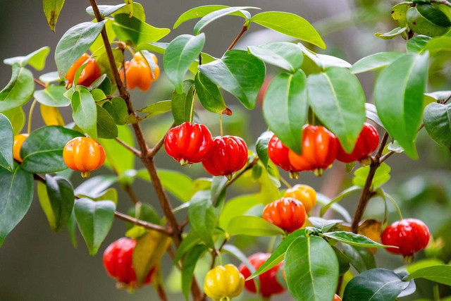 Ilustrasi Buah dewandaru (Eugenia uniflora) (sumber: shutterstock.com)