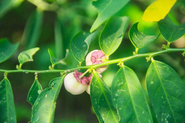 Ilustrasi Tanaman Daun Katuk (Sauropus androgynus) (sumber: shutterstock.com)