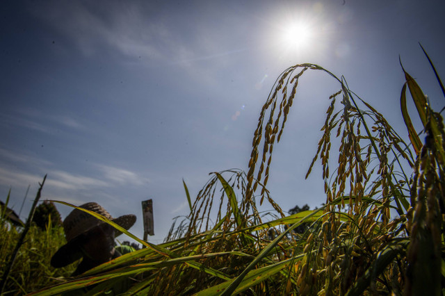 Petani Suparlan memanen padi apung. Foto: Bayu Pratama S/ANTARA FOTO