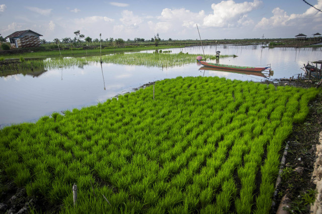 Petani menanam padi konvensional di lahan rawa di Kabupaten Hulu Sungai Selatan, Kalimantan Selatan. Foto: Bayu Pratama S/ANTARA FOTO