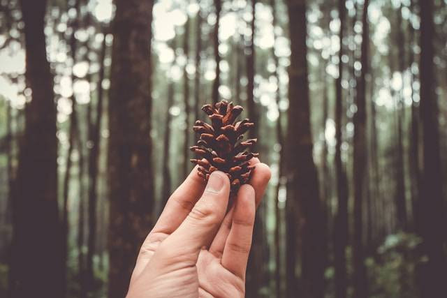 Liburan murah di Bogor. Sumber: Unsplash/Bintang Dwi Cahyo