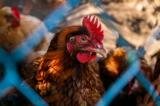 Ilustrasi keunggulan sekam padi untuk alas kandang ayam. Foto: Pexels.com/Daisy