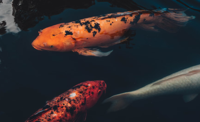 Ilustrasi Teks observasi tentang ikan. Sumber: Unsplash/Ty Williams