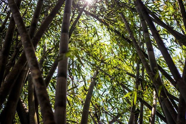 Hutan Bambu Bekasi. Foto hanya ilustrasi, bukan tempat sebenarnya. Sumber: Unsplash/Ruslan Zh