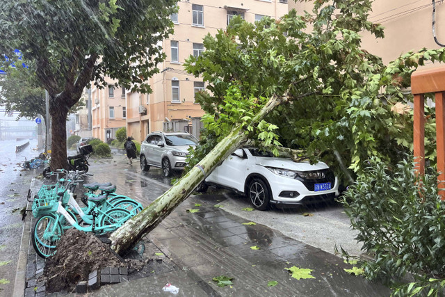 Sebuah pohon tumbang terlihat di jalanan di tengah hujan lebat, setelah Topan Bebinca mendarat di Shanghai, Cina, Senin (16/9/2024). Foto: Xihao Jiang/REUTERS