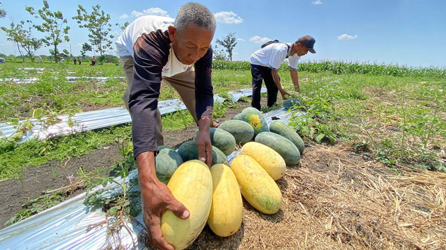 Tangkis (65), salah satu petani Semangka di Desa Gayam, Kecamatan Gayam, Kabupaten Bojonegoro, Jawa Timur saat panen semangka. Senin (16/09/2024) (Aset: Istimewa)