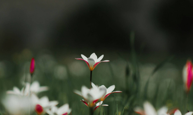 Florawisata Santerra De Laponte.. Foto hanya ilustrasi, bukan tempat sebenarnya. Sumber: Unsplash/assad tanoli