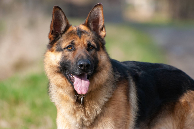 Ilustrasi anjing herder (german shepherd). Foto: Shutterstock