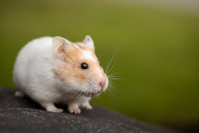 Ilustrasi Merawat Hamster Bagi Pemula. Foto: Pexels