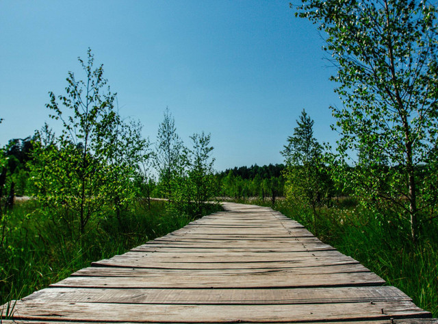 [Wisata Mangrove Gunung Anyar] foto hanya ilustrasi, bukan tempat sebenarnya, unsplash/Evaldas Grivas