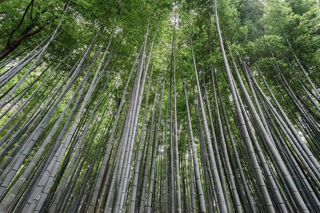 [Hutan Bambu Keputih] foto hanya ilustrasi, bukan tempat sebenarnya, unsplash/Bady Abbas