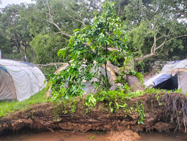 Pohon tumbang yang menimpa tenda sukarelawan PMI Kalbar. Foto: Dok, Istimewa