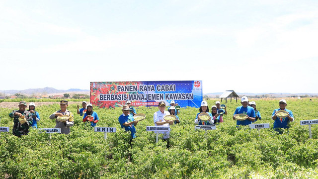 Pj Bupati Bojonegoro Adriyanto, saat laksanakan Panen Raya Cabai Rawit Berbasis Manajemen Kawasan, di Desa Sambongrejo, Kecamatan Gondang, Kabupaten Bojonegoro. Rabu (18/09/2024). (Aset: Istimewa)