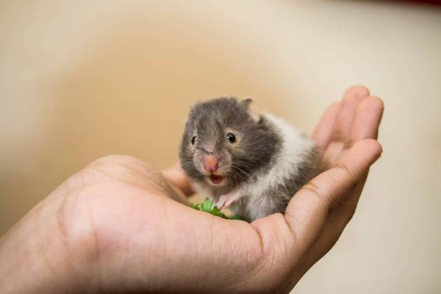 Ilustrasi hamster hibernasi. Foto: unsplash