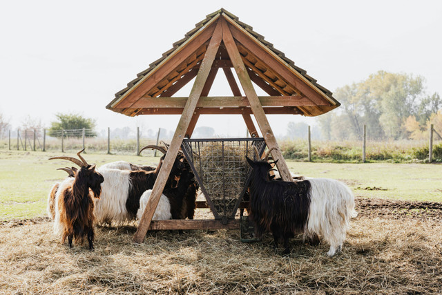 Ilustrasi cara membuat pupuk bokashi dari kotoran kambing. Foto: Pexels.com/Karolina Kaboompics