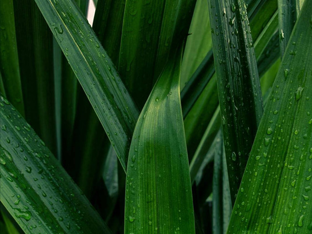 Ilustrasi perbedaan daun suji dan daun pandan. Foto: Pexels.com/James Sebastian