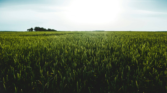 Ilustrasi Cara Menanam Rumput Taman agar Terlihat Indah, Unsplash/vladimir__film