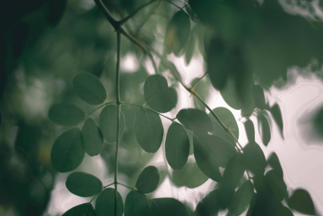 Ilustrasi Perbedaan Daun Kelor dan Daun Katuk, Foto: Pexels/Pok Rie