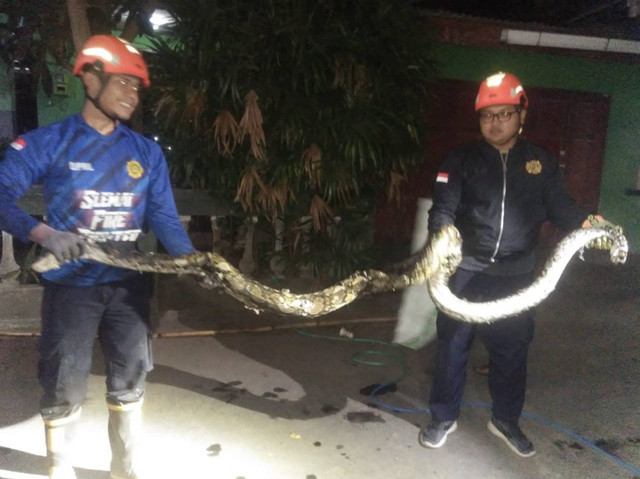 Damkar Sleman setelah menangkap ular. Dok: Ist.