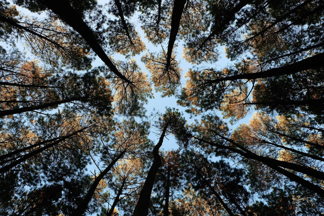 Hutan Pinus Rahong. Foto hanya ilustrasi bukan tempat sebenarnya. Sumber foto: Unsplash/Bangkit Ristant