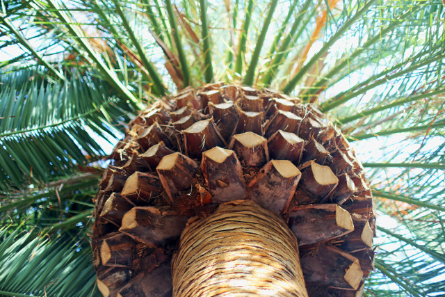 Ilustrasi Perbedaan Buah Lontar dan Kolang-kaling, Foto: Unsplash/Susanne Feldt