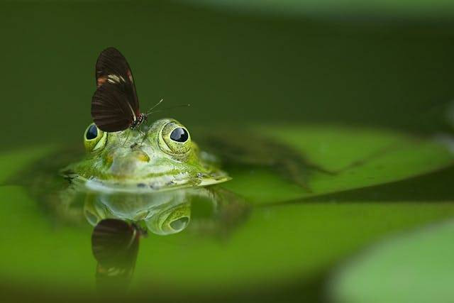 Ilustrasi apa perbedaan metamorfosis pada katak dan serangga. Sumber: pexels.com/Pixabay