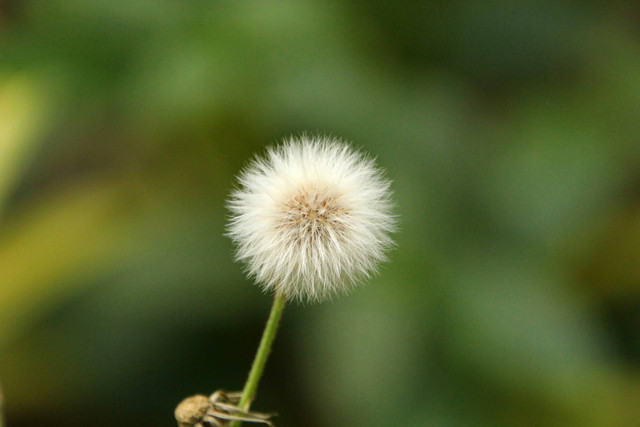 Ilustrasi Lirik Lagu Dandelions. Sumber: Unsplash/viswaprem anbarasapandian