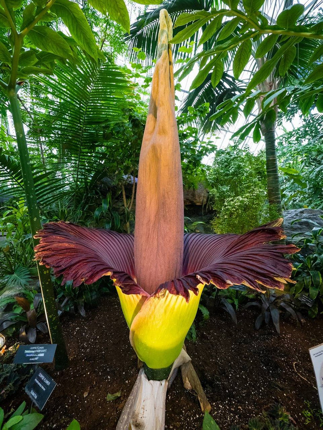 Amorphophallus titanum atau yang lebih dikenal sebagai bunga titan arum, merupakan tumbuhan endemik Pulau Sumatra dengan bentuk yang mencolok, ukuran yang besar, dan mengeluarkan aroma busuk yang khas. Status konservasi "endangered" yang disematkan pada bunga titan arum mencerminkan tanggung jawab kita untuk menjaga lingkungan hutan habitat tumbuhan ini untuk mencegah bunga titan arum dari ancaman kepunahan (sumber: https://pixabay.com).