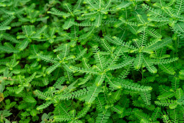 Ilustrasi Tanaman Meniran (Phyllanthus niruri) (sumber: shutterstock.com)