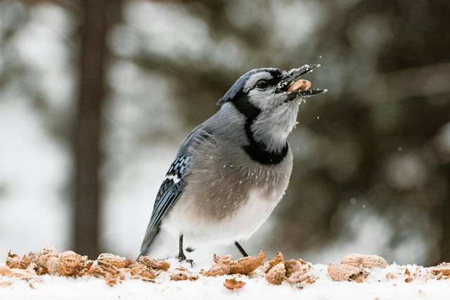 Ilustrasi Kroto Kuat Berapa Hari untuk Pakan burung. Foto: Pexels.com/Wendy Wei