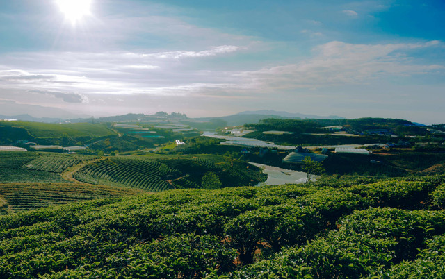 Ilustrasi alasan Belanda memilih Indonesia sebagai investor untuk membuka perkebunan. Foto: Pexels.com/Min An