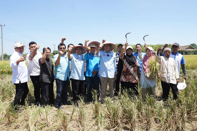 Bakal Calon Gubernur Sumsel Mawardi Yahya saat melakukan panen raya bersama petani OKU Timur, Foto : Ist