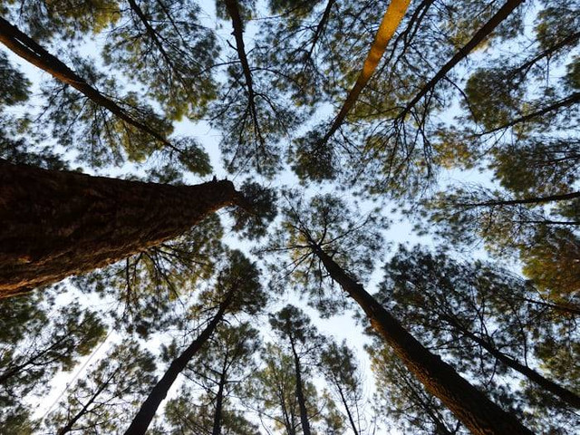 Wisata Alam Wangun Hutan Pinus. Foto hanyalah ilustrasi bukan tempat sebenarnya. Sumber: Unsplash/IvanH