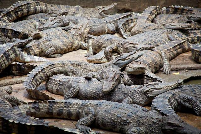 Ilustrasi perbedaan utama antara fauna yang ditemukan di sebelah barat Garis Wallace dan di sebelah timur Garis Weber, foto:pexels