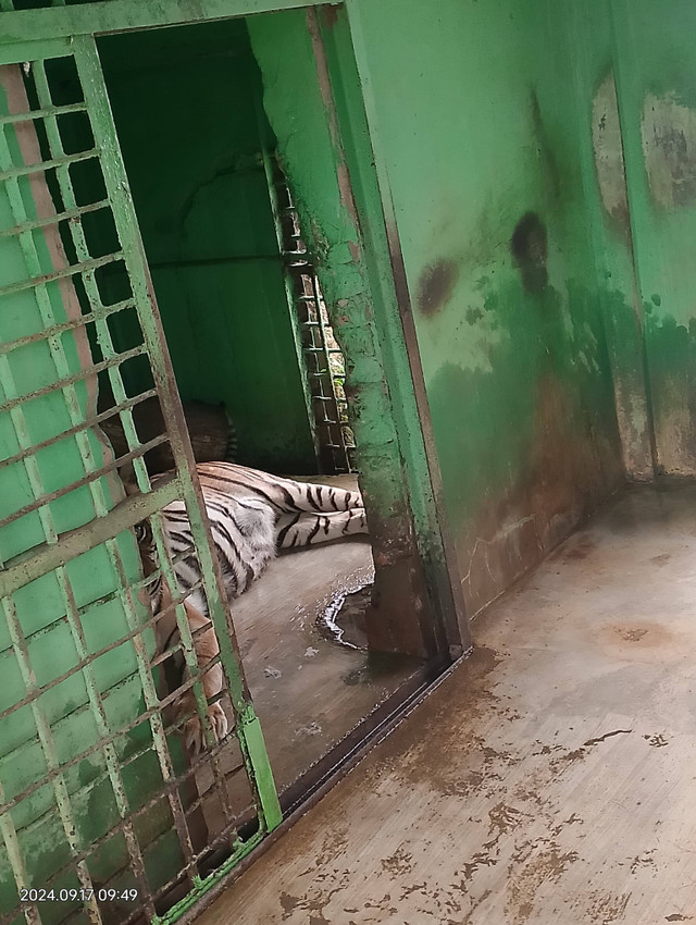 Dokumentasi foto si Manis, harimau Sumatera di Medan Zoo yang mati. Foto: Dok. Istimewa