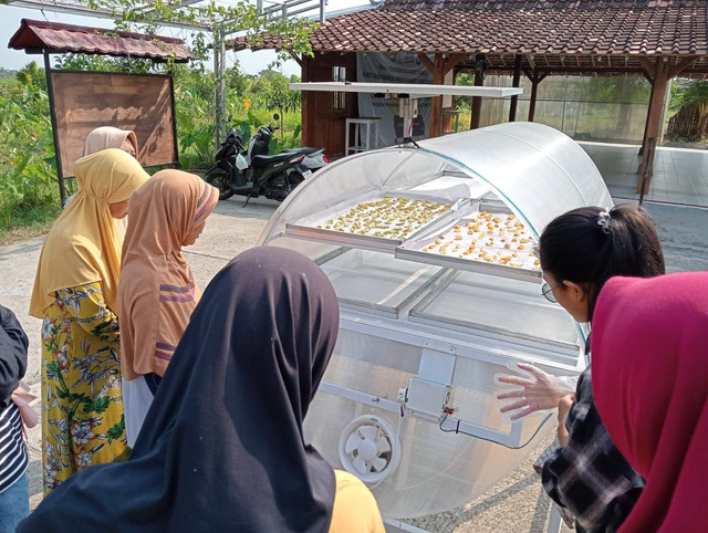 Warga Desa Sumbersari, Kecamatan Moyudan, Kabupaten Sleman menggunakan Solar Drying untuk membuat manisan buah. Foto: istimewa