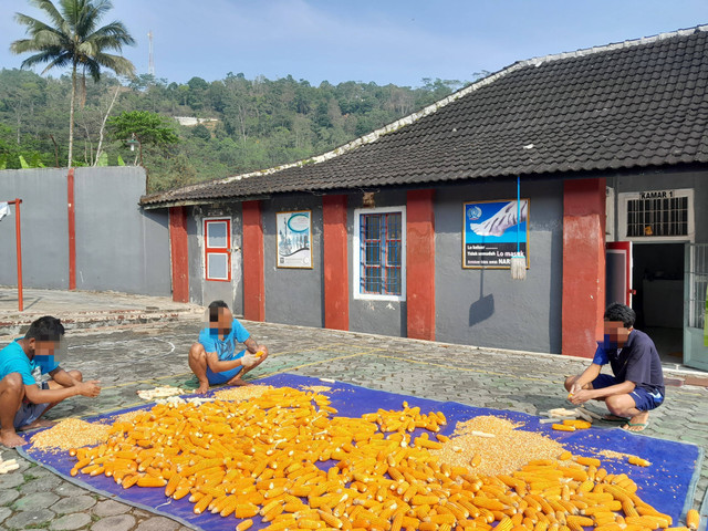 Lapas Plantungan Gelar Kegiatan Bersih-Bersih dan Pengolahan Hasil Panen Jagung