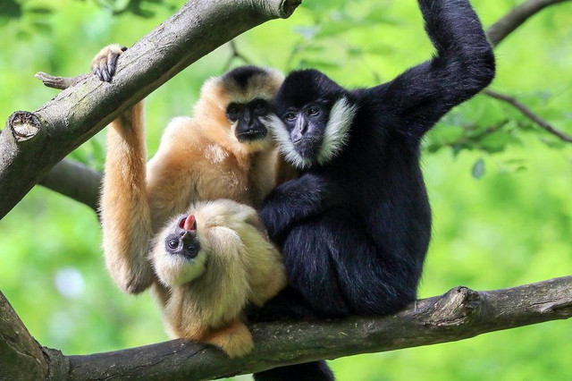 Siamang jambul.  Foto: New England Primate Conservancy